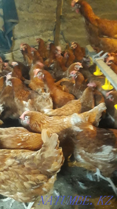Продам курей несушки Алматы - изображение 5