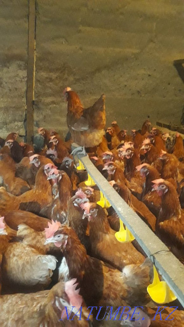 Продам курей несушки Алматы - изображение 4
