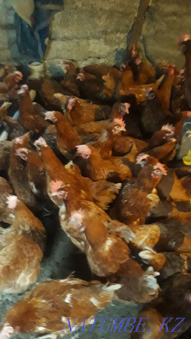 Продам курей несушки Алматы - изображение 2