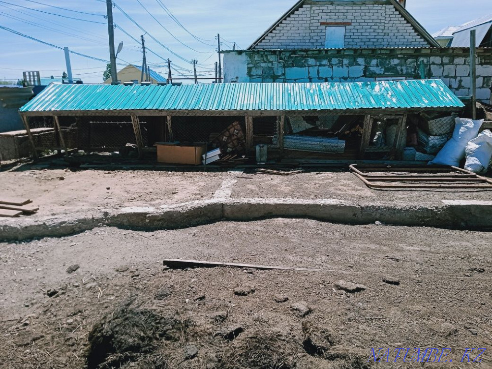 Chickens, Rooster, chickens, Balapan, Geese Нура - photo 1