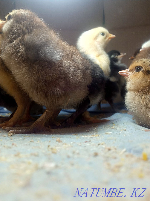 Цыплята суточные  - изображение 1