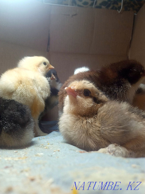 Цыплята суточные  - изображение 3
