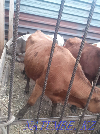 I will sell heifers 2 year old from fattening Pavlodar - photo 6