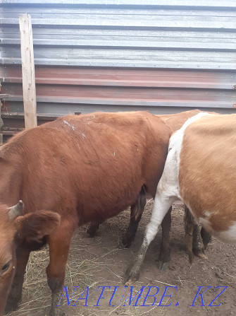 I will sell heifers 2 year old from fattening Pavlodar - photo 2