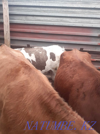 I will sell heifers 2 year old from fattening Pavlodar - photo 5