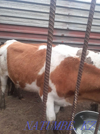 I will sell heifers 2 year old from fattening Pavlodar - photo 3