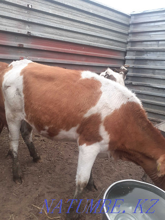 I will sell heifers 2 year old from fattening Pavlodar - photo 1