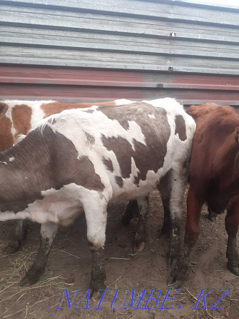 I will sell heifers 2 year old from fattening Pavlodar - photo 4