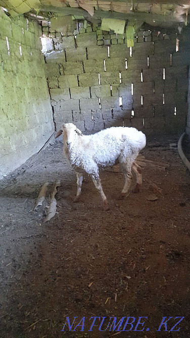 ?osh?ar satyladyy Turkestan - photo 2