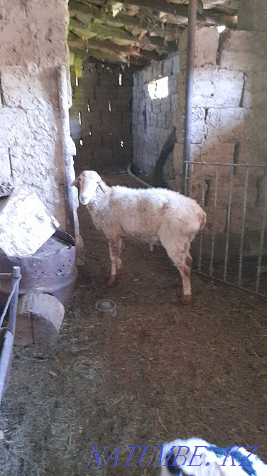 ?osh?ar satyladyy Turkestan - photo 1