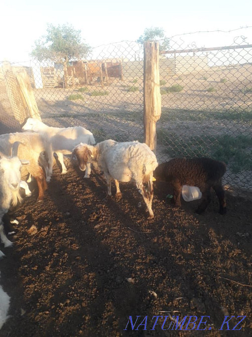 ?озылы ?ой семыз сатылады  - изображение 1