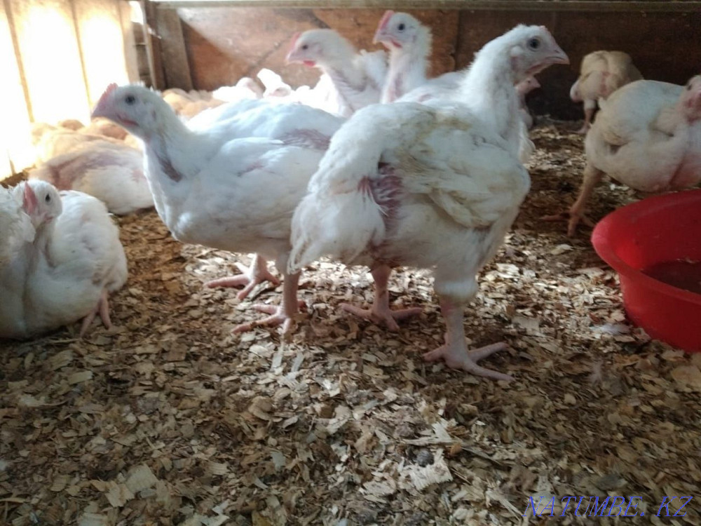 Broiler grown up. Sale!!! Kostanay - photo 3