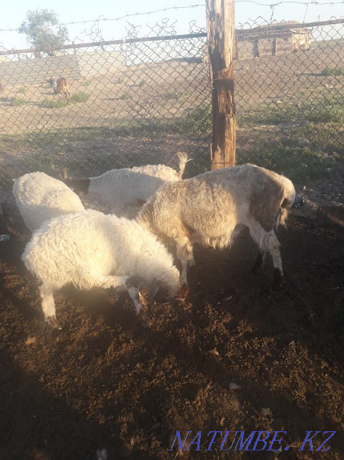 ?ozyly ?oh satylady semiz  - photo 1