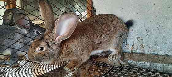 Продам кролика породы Фландер 