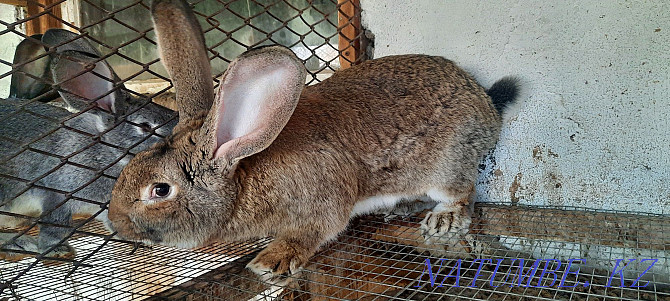 Flander rabbit for sale  - photo 3