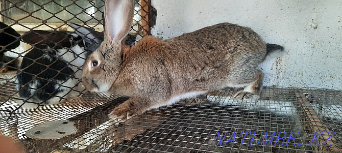 Flander rabbit for sale  - photo 2