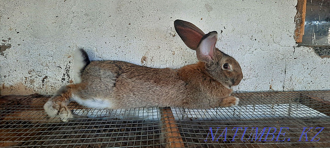 Flander rabbit for sale  - photo 1