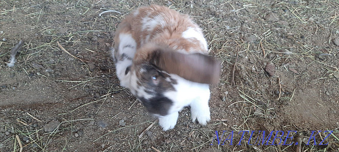 I will sell a rabbit of breed the French ram.  - photo 3
