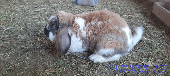 I will sell a rabbit of breed the French ram.  - photo 1