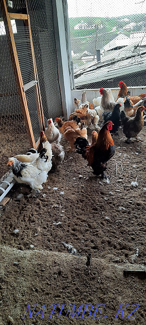 Продам курей разных пород брама.  - изображение 2