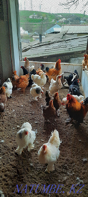 Продам курей разных пород брама.  - изображение 4