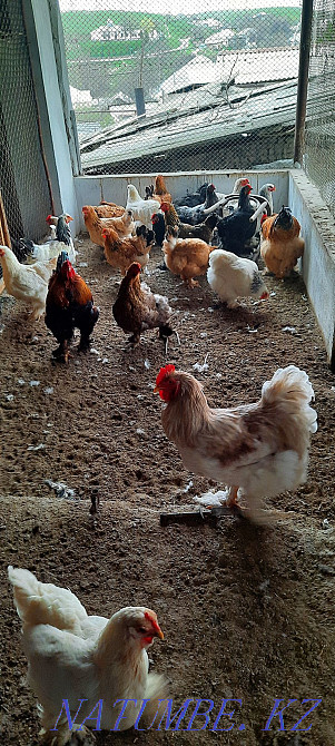 Продам курей разных пород брама.  - изображение 1