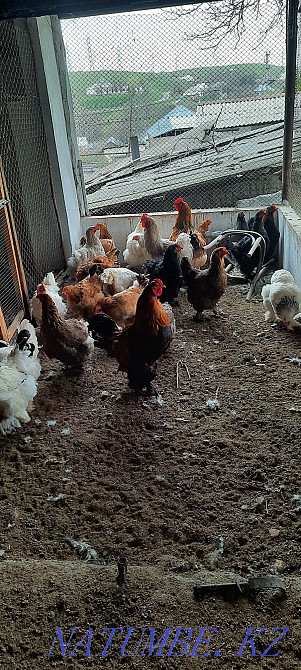 Продам курей разных пород брама.  - изображение 3