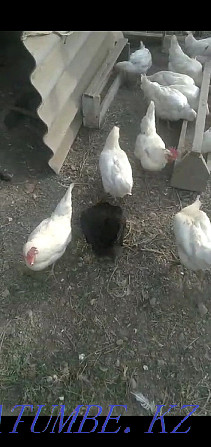 Sell domestic chickens Taraz - photo 2