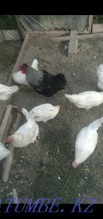 Sell domestic chickens Taraz - photo 1