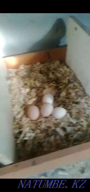 Sell domestic chickens Taraz - photo 3