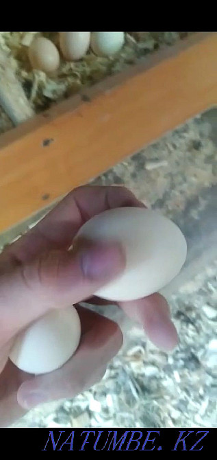 Sell domestic chickens Taraz - photo 4