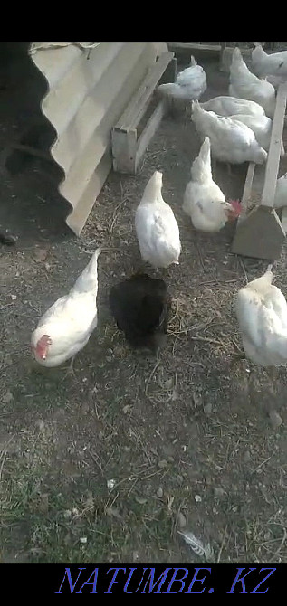 Sell domestic chickens Taraz - photo 2