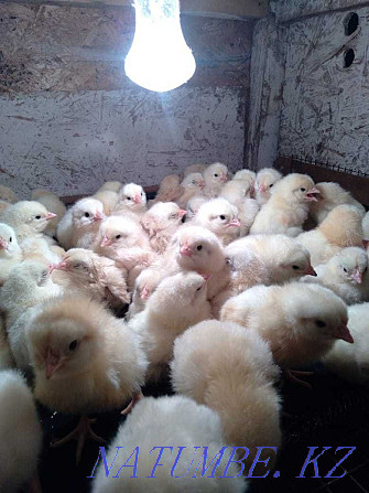 Продам цыплят Росс 308 Кокшетау - изображение 2