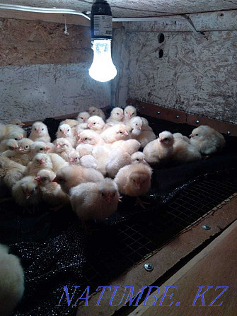 Продам цыплят Росс 308 Кокшетау - изображение 1