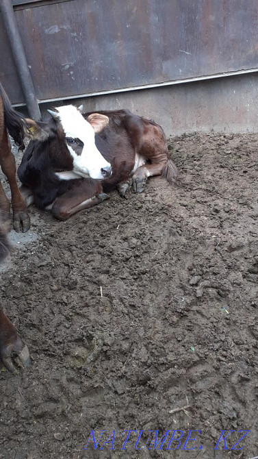 Tansha satamyz baylanyp t?r?an zhem sh?p zhep t?r zha?dayy zha?sy ba?asy 200 Taldykorgan - photo 2