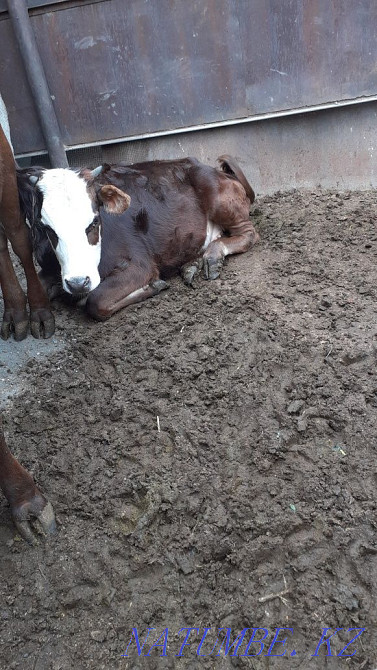 Tansha satamyz baylanyp t?r?an zhem sh?p zhep t?r zha?dayy zha?sy ba?asy 200 Taldykorgan - photo 1