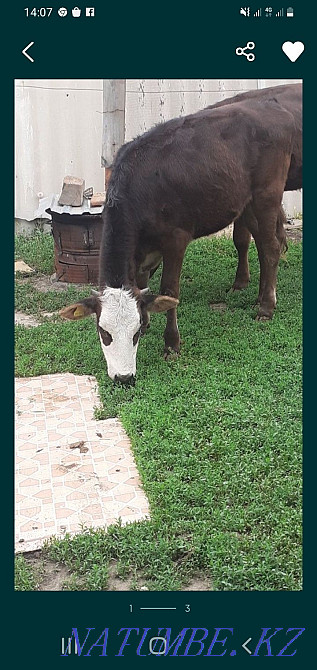 Tansha satamyz baylanyp t?r?an zhem sh?p zhep t?r zha?dayy zha?sy ba?asy 200 Taldykorgan - photo 3