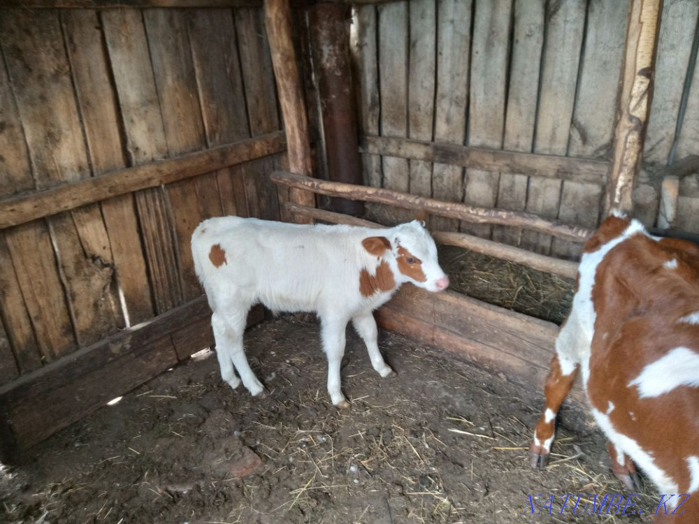 Selling calves!! Telochek and Bychkov!!  - photo 2