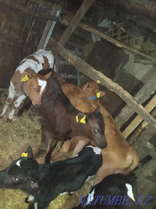Selling calves!! Telochek and Bychkov!!  - photo 6