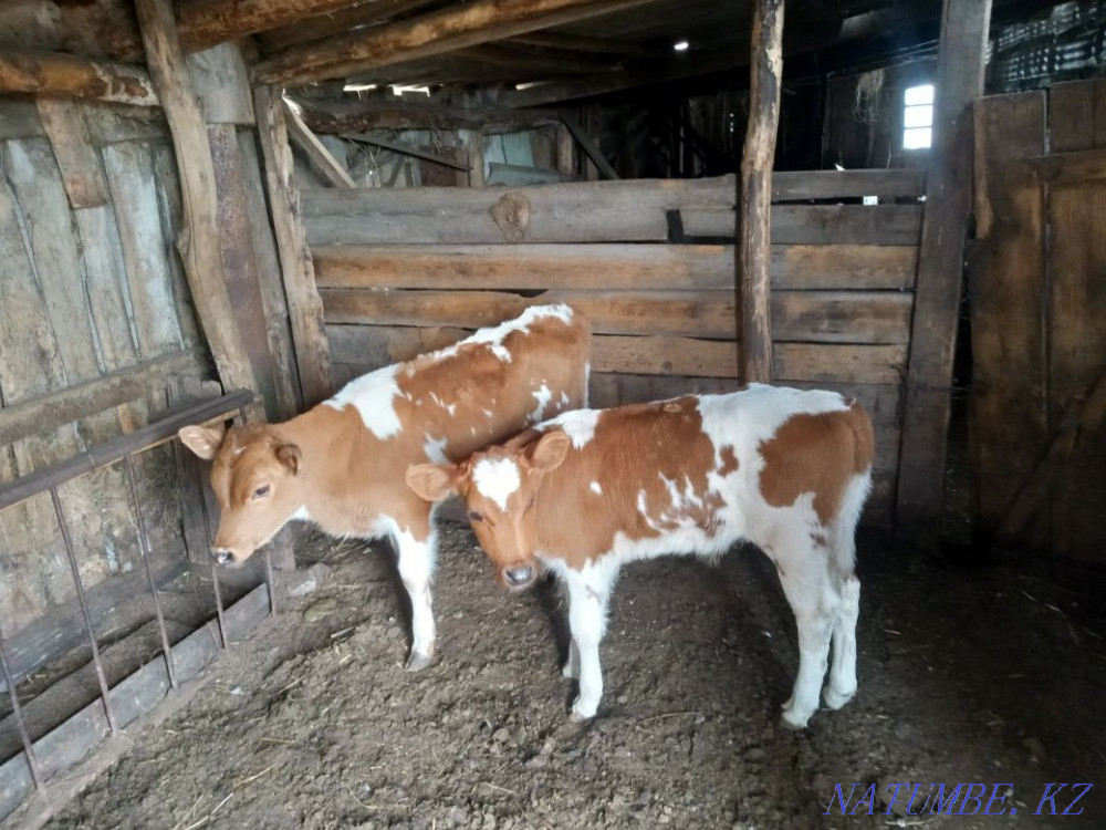 Selling calves!! Telochek and Bychkov!!  - photo 1