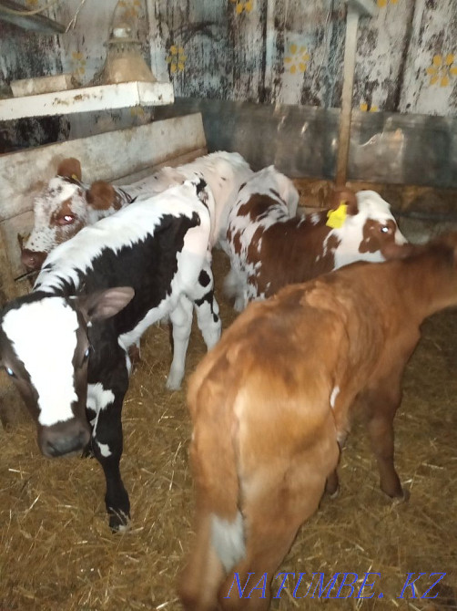 Selling calves!! Telochek and Bychkov!!  - photo 5
