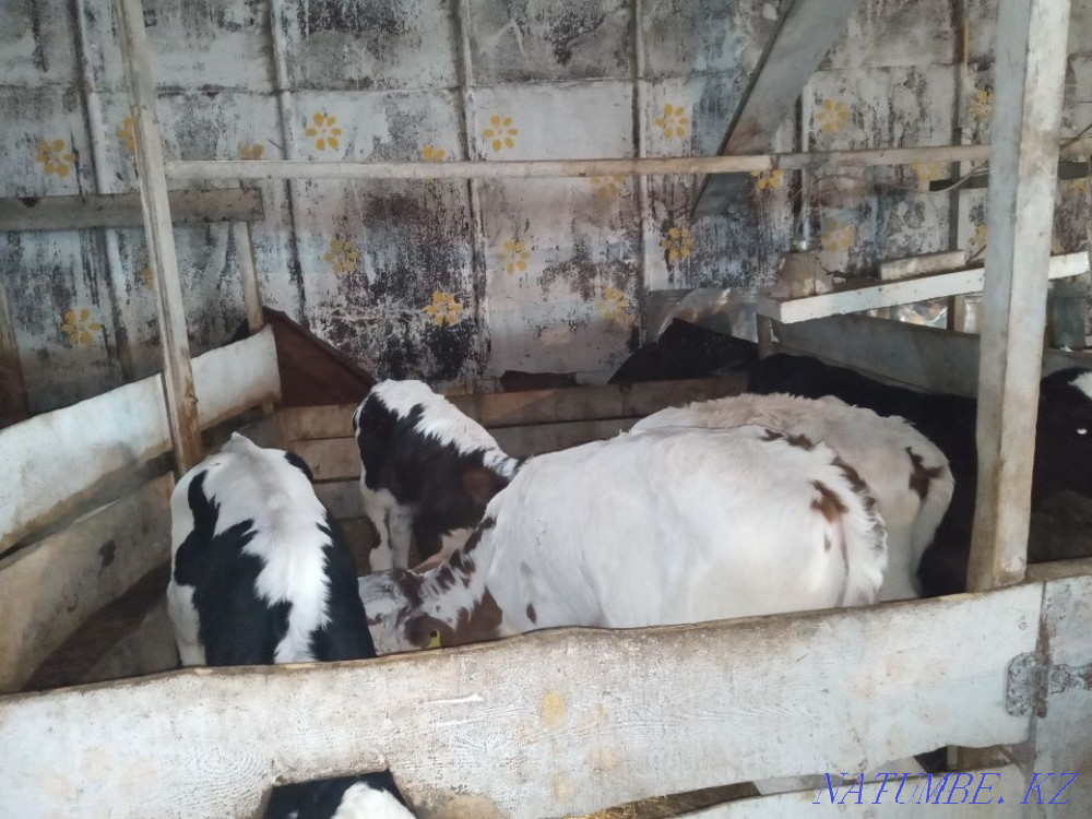 Selling calves!! Telochek and Bychkov!!  - photo 3