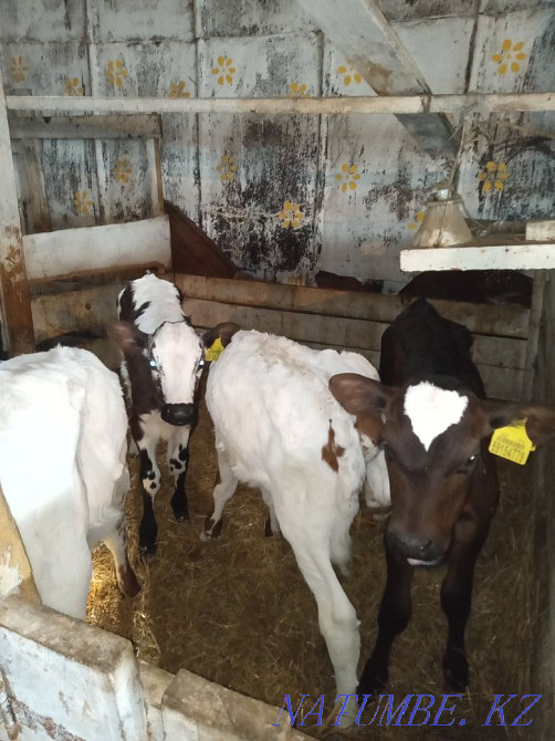 Selling calves!! Telochek and Bychkov!!  - photo 4