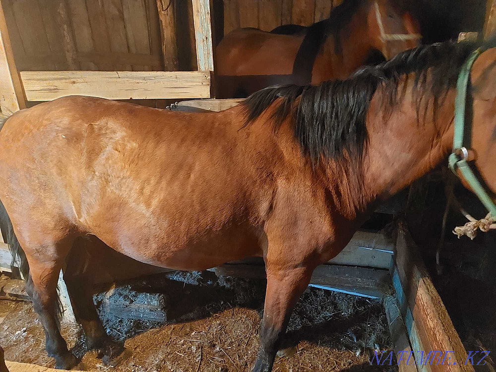 Sell horses, fattened Красный яр - photo 5