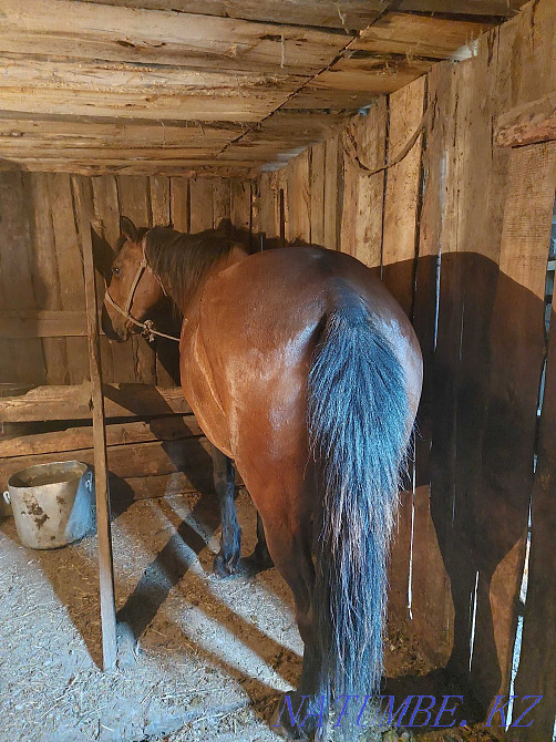 Sell horses, fattened Красный яр - photo 1