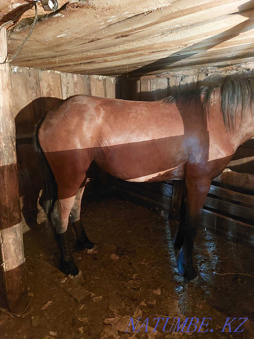 Sell horses, fattened Красный яр - photo 4