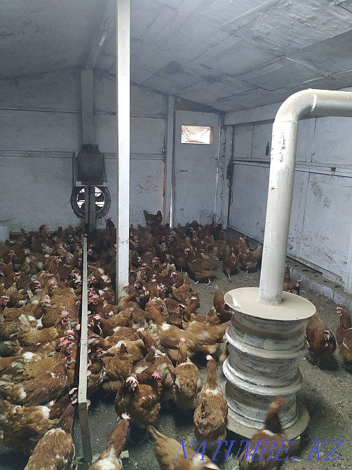 Несушки Ломан Браун Нургиса Тлендиев - изображение 3