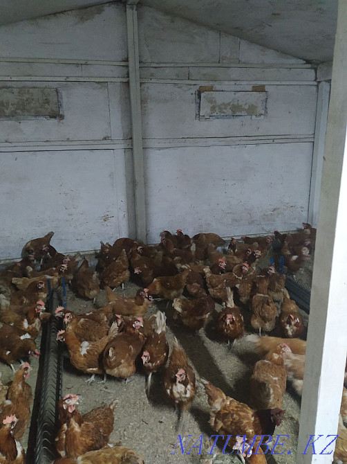 Продам молодых курей Ломан Браун Алматы - изображение 4