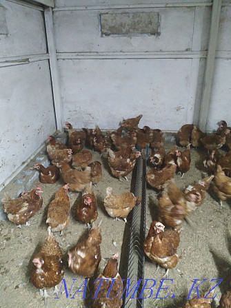 Loman Brown young laying hens Abay - photo 2