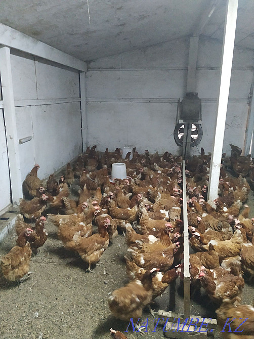 Ломан Браун молодое несушки Абай - изображение 4